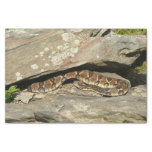 Rattlesnake at Shenandoah National Park Tissue Paper
