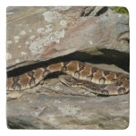 Rattlesnake at Shenandoah National Park Trivet