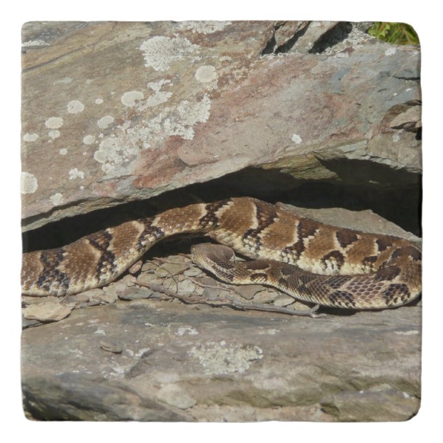 Rattlesnake at Shenandoah National Park Trivet (Front)