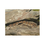 Rattlesnake at Shenandoah National Park Wood Poster