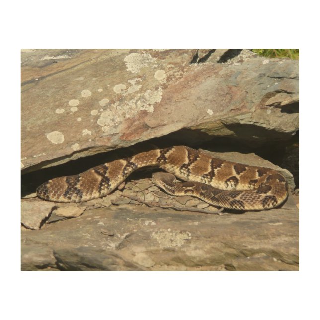 Rattlesnake at Shenandoah National Park Wood Wall Decor (Front)