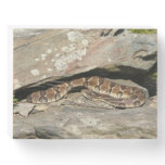 Rattlesnake at Shenandoah National Park Wooden Box Sign