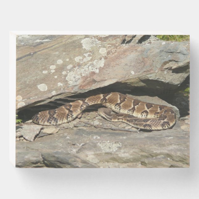 Rattlesnake at Shenandoah National Park Wooden Box Sign (Front Horizontal)
