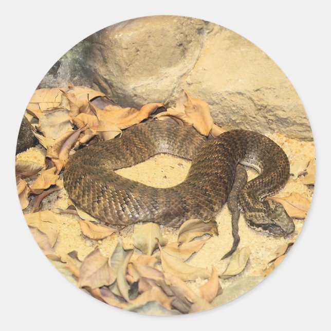 Rattlesnake Classic Round Sticker (Front)