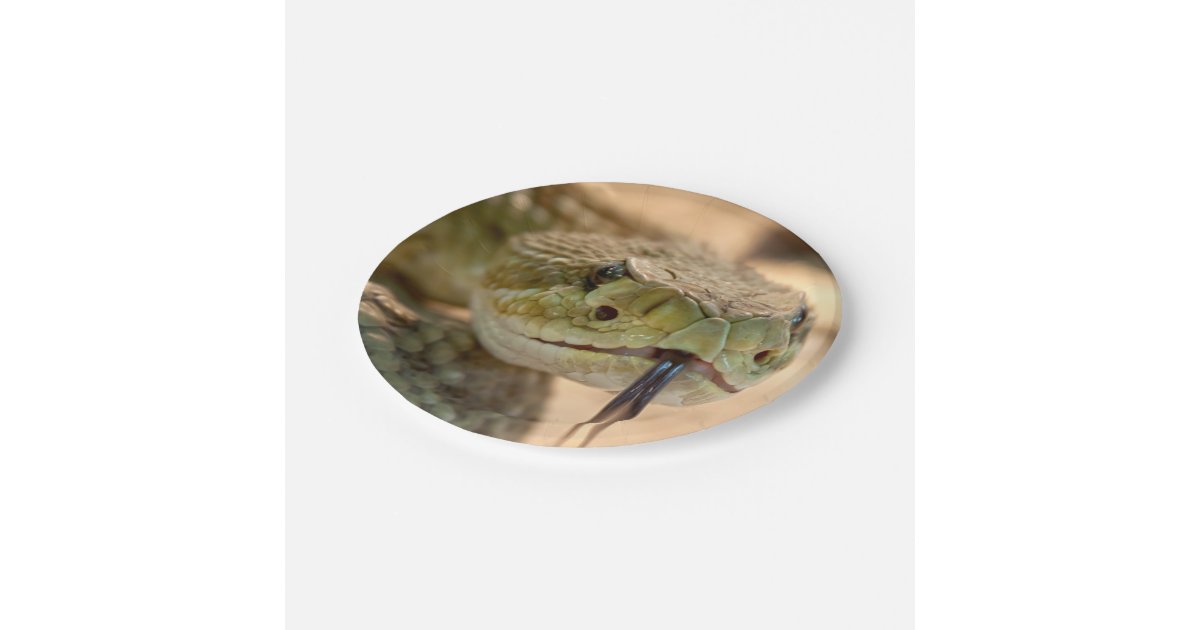 Paper Plate Rattle Rattlesnake Closeup Photo Paper Plates | Zazzle