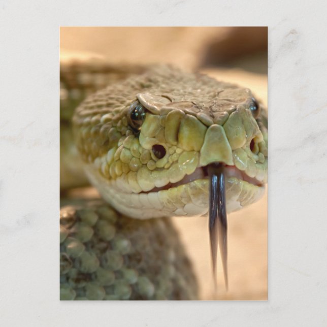 Rattlesnake Closeup Photo Postcard (Front)