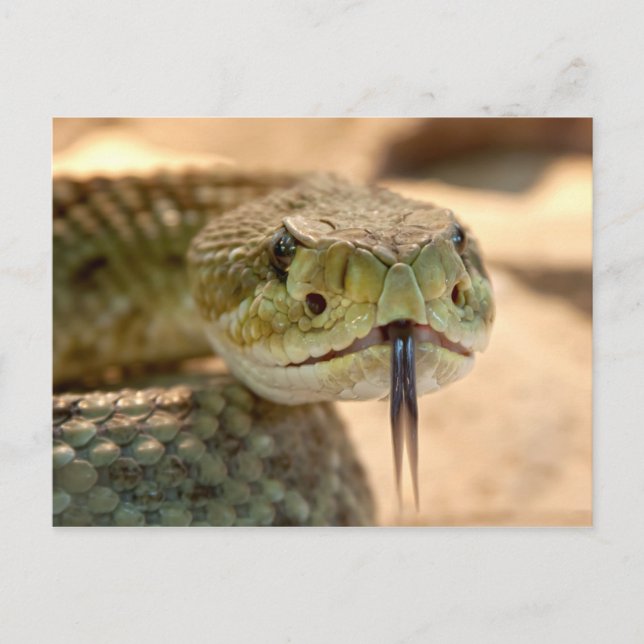 Rattlesnake Closeup Photo Postcard (Front)