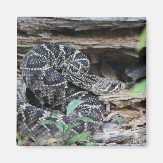 Rattlesnake