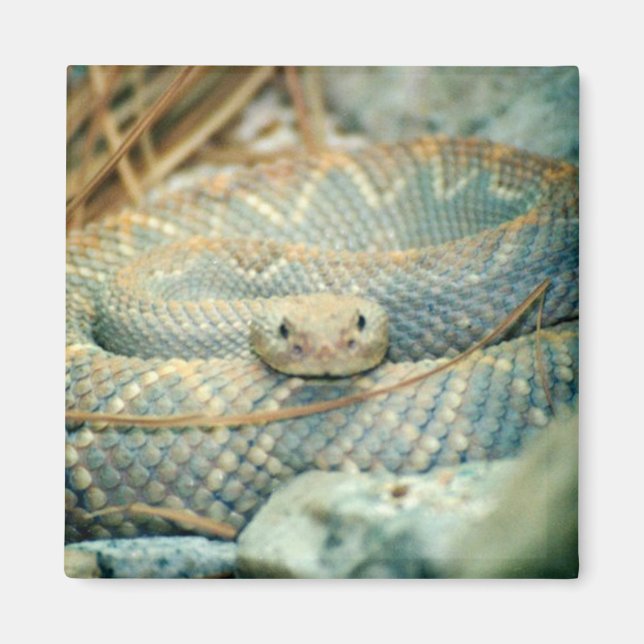 Rattlesnake magnet (Front)