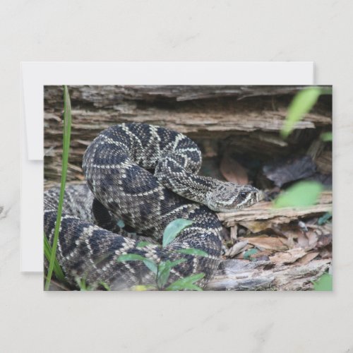 Rattlesnake Note Card