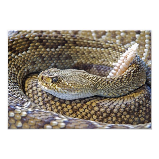 Rattlesnake photo (Front)