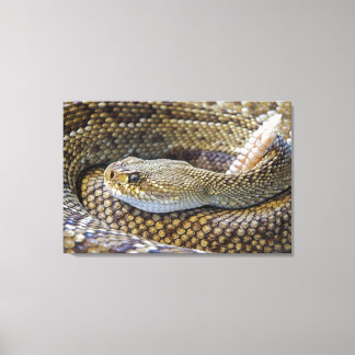 Rattlesnake photo canvas print