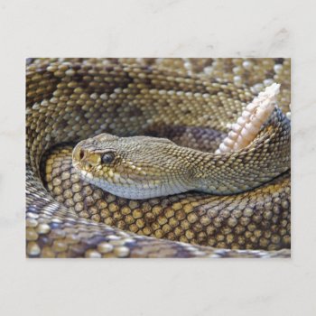 Rattlesnake Photo Postcard by Argos_Photography at Zazzle