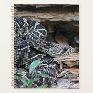 Rattlesnake