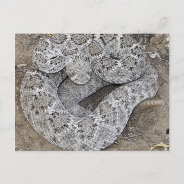 Rattlesnake Postcard (Front)