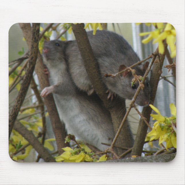 Ratty cuddles Mousepad (Front)