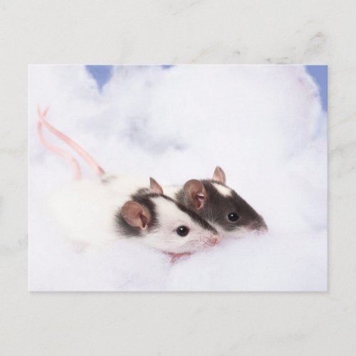 Ratty Postcard
