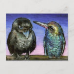 Raven And Humming Bird Postcard at Zazzle