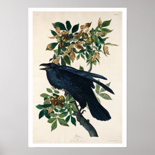 Raven by Audubon Poster