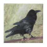 Raven Ceramic Tile<br><div class="desc">A photo of a raven on a fence</div>