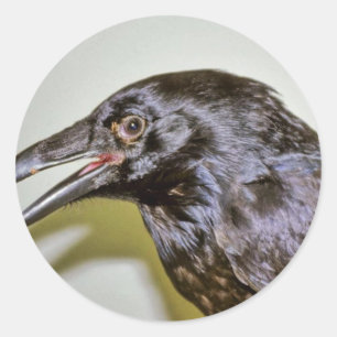 Raven Classic Round Sticker