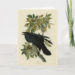 Raven (Common Raven) from Audubon Birds of America Card