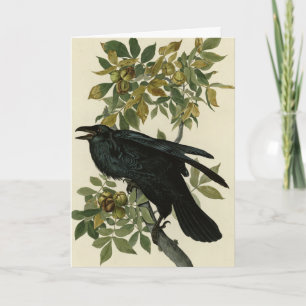 Raven (Common Raven) from Audubon Birds of America Card