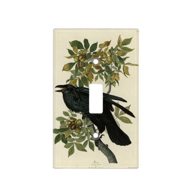 Raven (Common Raven) from Audubon Birds of America Light Switch Cover (Front)