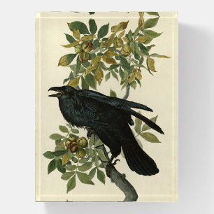 Raven (Common Raven) from Audubon Birds of America Paperweight