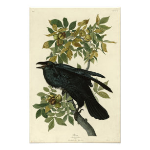Raven (Common Raven) from Audubon Birds of America Photo Print