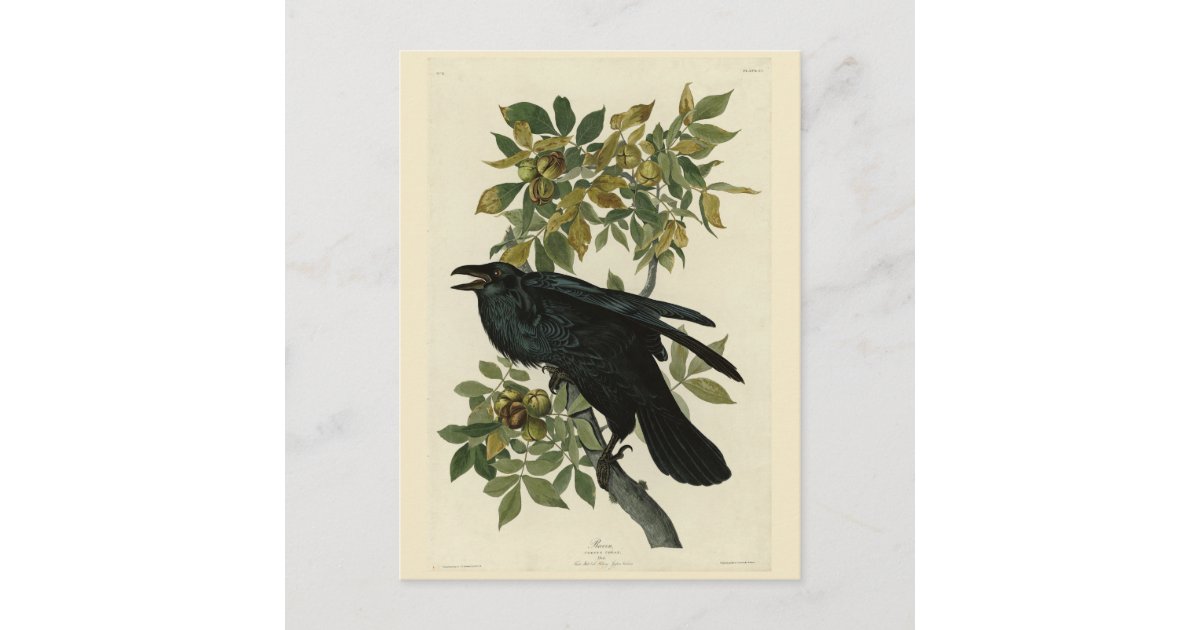 Raven (Common Raven) from Audubon Birds of America Postcard | Zazzle
