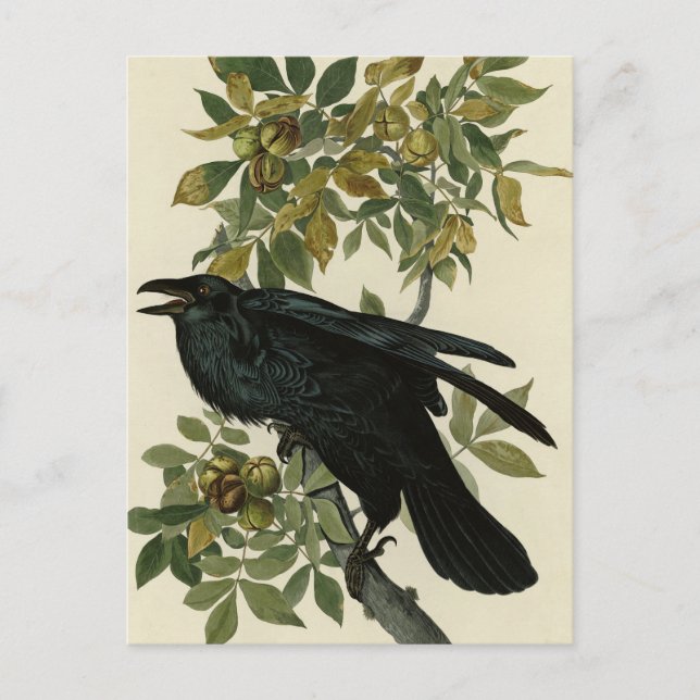 Raven (Common Raven) from Audubon Birds of America Postcard (Front)