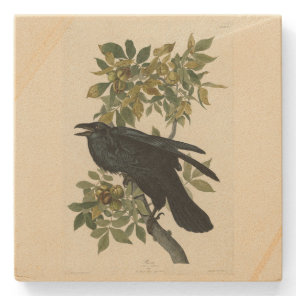 Raven (Common Raven) from Audubon Birds of America Stone Coaster