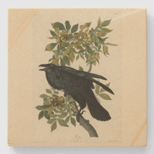 Raven (Common Raven) from Audubon Birds of America Stone Coaster