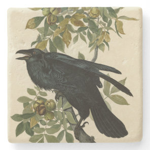 Raven (Common Raven) from Audubon Birds of America Stone Coaster