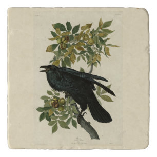 Raven (Common Raven) from Audubon Birds of America Trivet