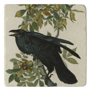 Raven (Common Raven) from Audubon Birds of America Trivet