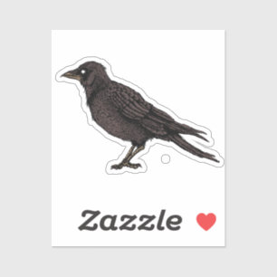 Raven Creepy Crow Bright Gothic Ink Art Sticker
