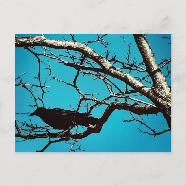 Raven Crow Black Bird Silver Tree Blue Sky Photo Postcard (Front)