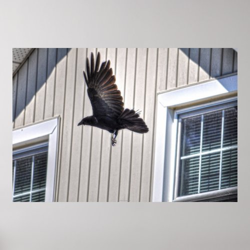 Raven Flying by House Wildlife Photographic Art Poster
