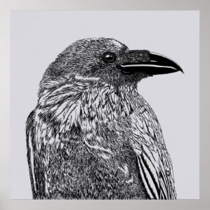 Raven Illustration  Poster