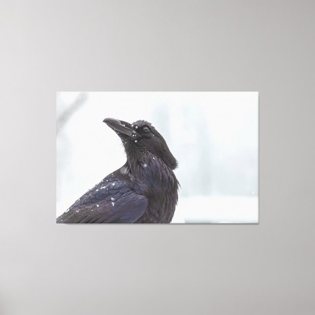 Raven in Snow Canvas Print (Front)