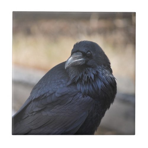 Raven in Yellowstone National Park Ceramic Tile