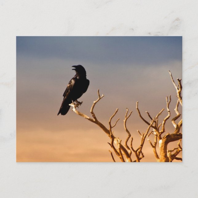 Raven on Sunlit Tree Branches, Grand Canyon Postcard (Front)