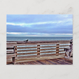 Raven on the Jennette's pier obx North Carolina Postcard