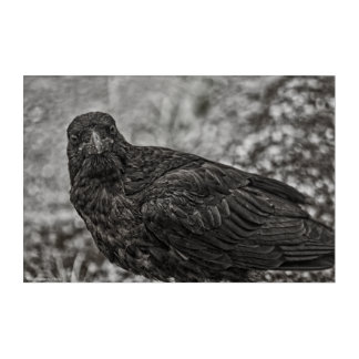 Raven P9239 Acrylic Print