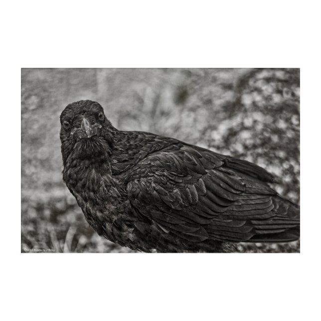 Raven P9239 Acrylic Print (Front)