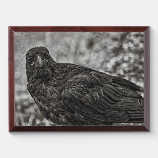 Raven P9239 Award Plaque (Horizontal)