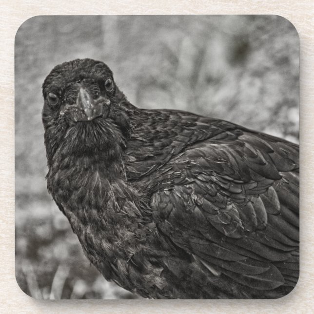 Raven P9239 Beverage Coaster (Front)