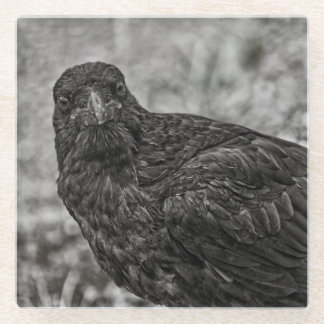 Raven P9239 Glass Coaster